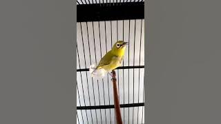 Pleci juara cocok buat masteran pleci roll tembak