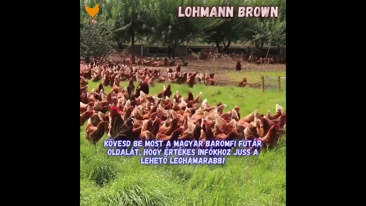 Lohmann Brown