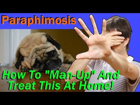 At Home Care & Resolution For a Very Serious Condition with Your Dog Called Paraphimosis