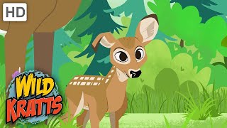 Famous Wild Kratts | Little Buckeroo! |CUTE Net Worth