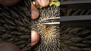 Ultra Realistic Macro Seed Pull ASMR
