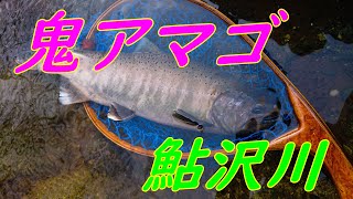鬼アマゴが釣れた‼ In 鮎沢川 大アマゴ 41㎝ 鬼アマゴが釣れた‼ In 鮎沢川 大アマゴ 41㎝