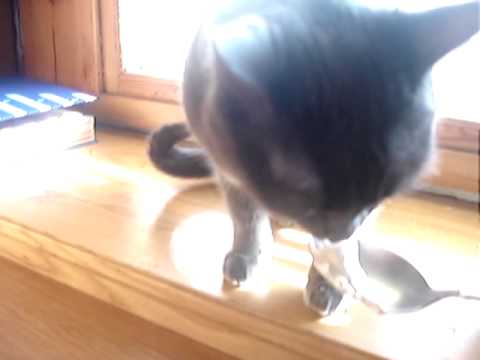Cat says NOM NOM NOM while eating sour cream