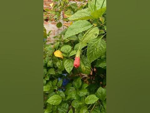 Arhul Ka Phool|| Arhul flower's🌺🌺🌺🌺🌺🌺🌺 - YouTube