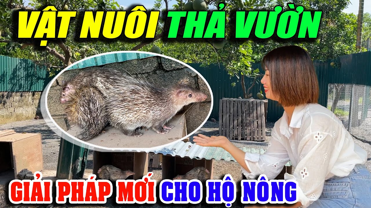 Vật Nuôi Thả Vườn Giải Pháp Mới Cho Hộ Nông - Liệu Có Thay Được Vật Nuôi Truyền Thống? |Channuoi.net