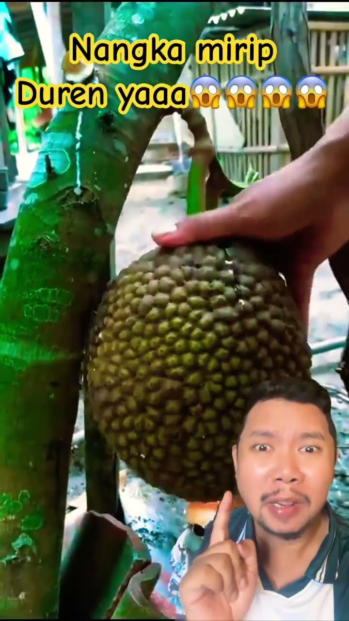 nangka mirip duren ya!!?? #fruit #jackfruit #satisfying #food #amazingfacts