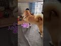 柴犬の家を乗っ取る一歳児に起きた悲劇とは?!#shorts
