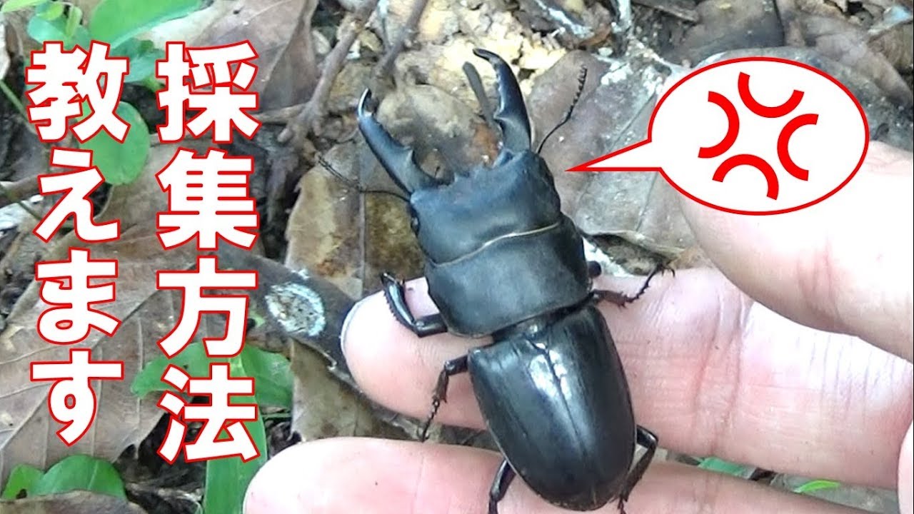 カブトムシ クワガタムシを絶対に捕まえる方法 下見編 How To Catch Beetles 1 Youtube