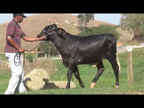 LOTE 36   0925BV   FAZENDA LAURA