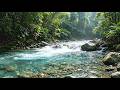 Soothing Forest River Water Sounds 🍃 Relaxing White Noise
