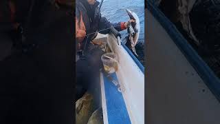 норвегия ловим акул, #shorts #акула #fishing