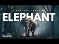 Top 5 amazing truth of Elephant || Elephant story video ||#mindrelic