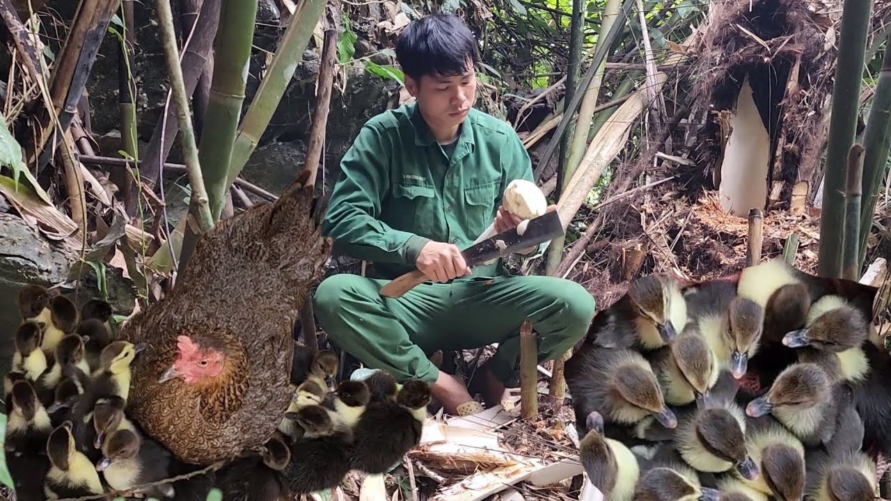 The boy went into the forest to find cassava roots to sell for money to ...