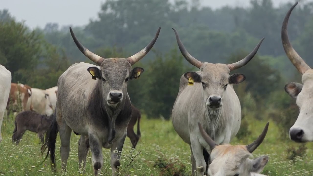 ZASAVICA POSLEDNJA OAZA PODOLCA