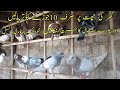 pigeon farming business in pakistan|1956 Sy kamyab Kabotar farming|Asad Abbas Chishti|