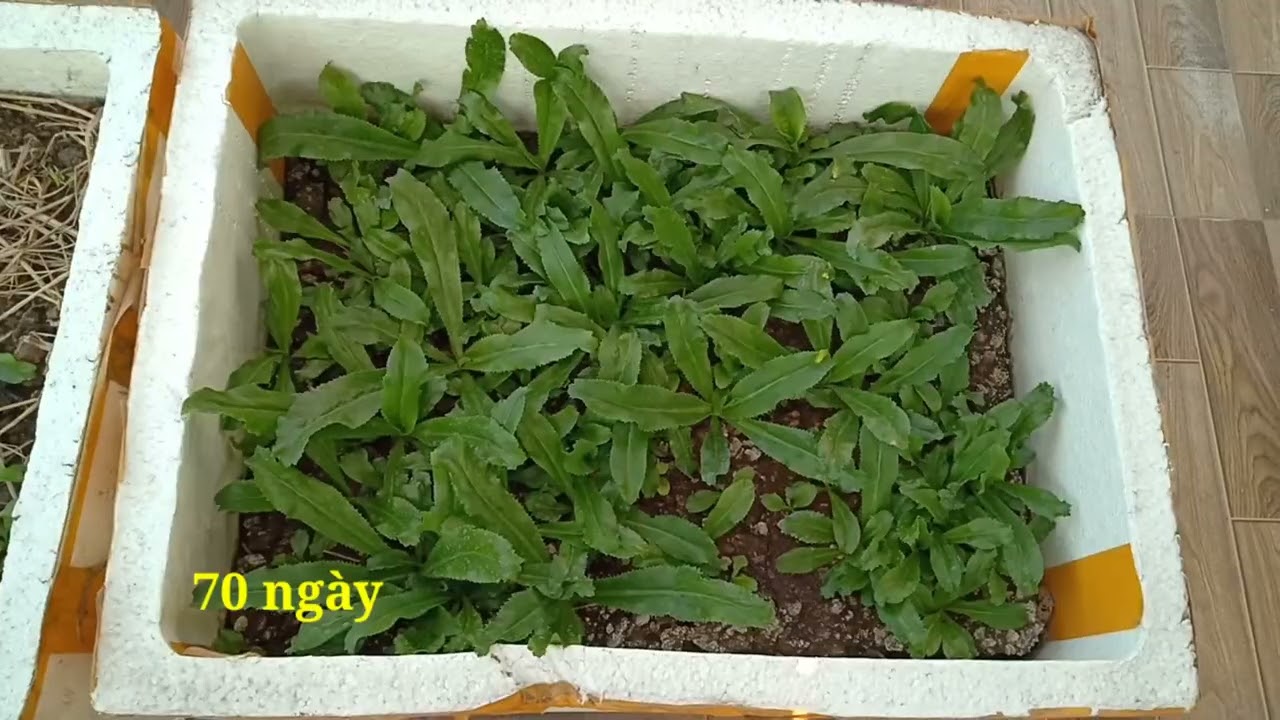 Hướng dẫn cách trồng ngò gai - mùi tàu bằng hạt