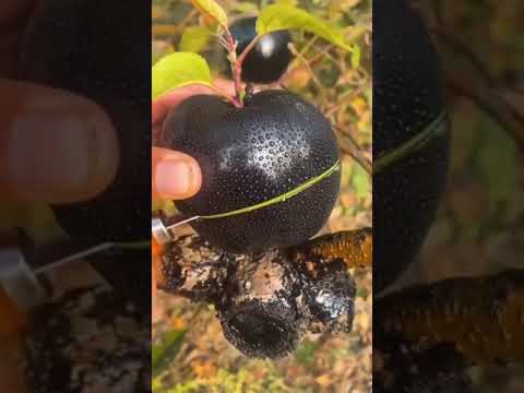 تفاح اسود هل هذا صحيح سبحان الله   