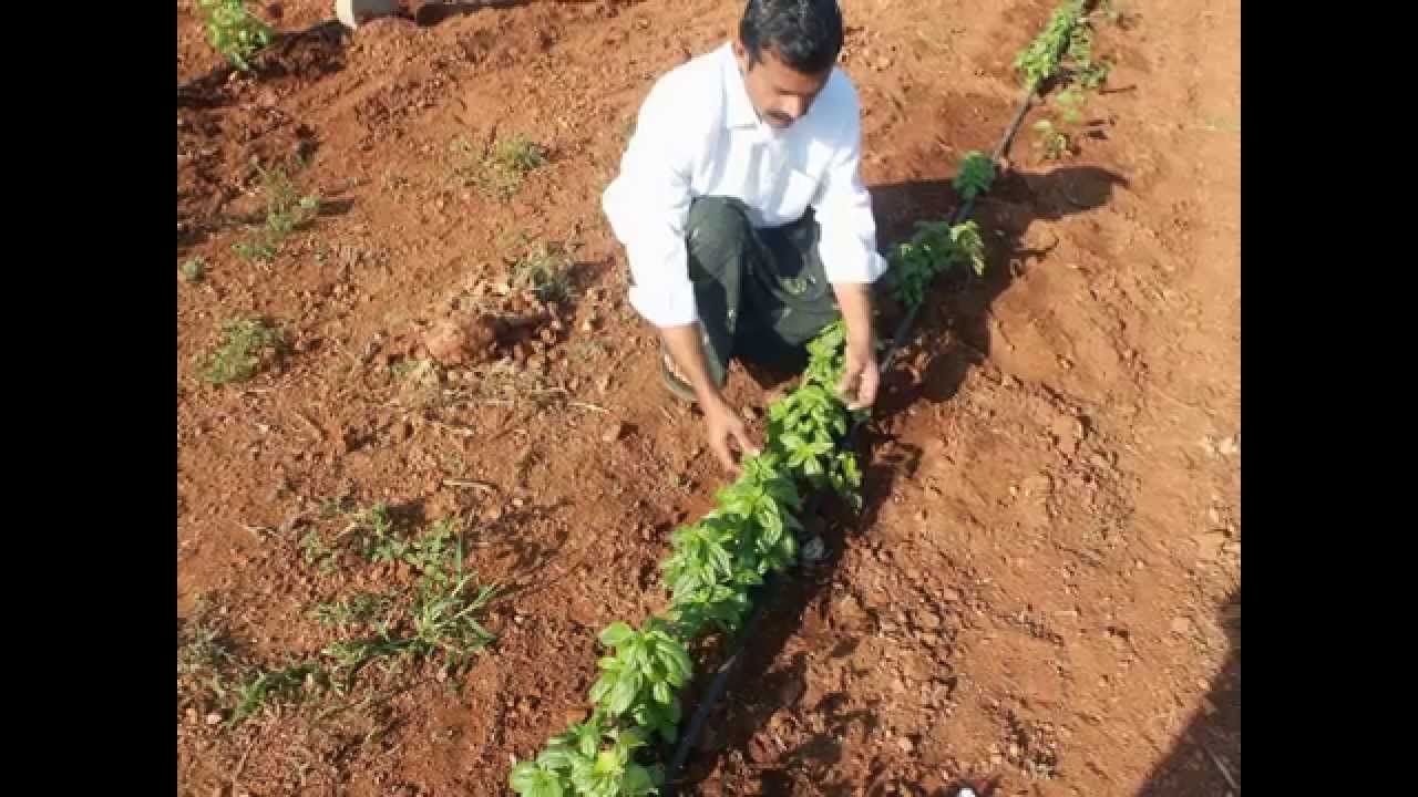 CHIA CULTIVATION IN INDIA BY FARMER SIVA SANKAR REDDY