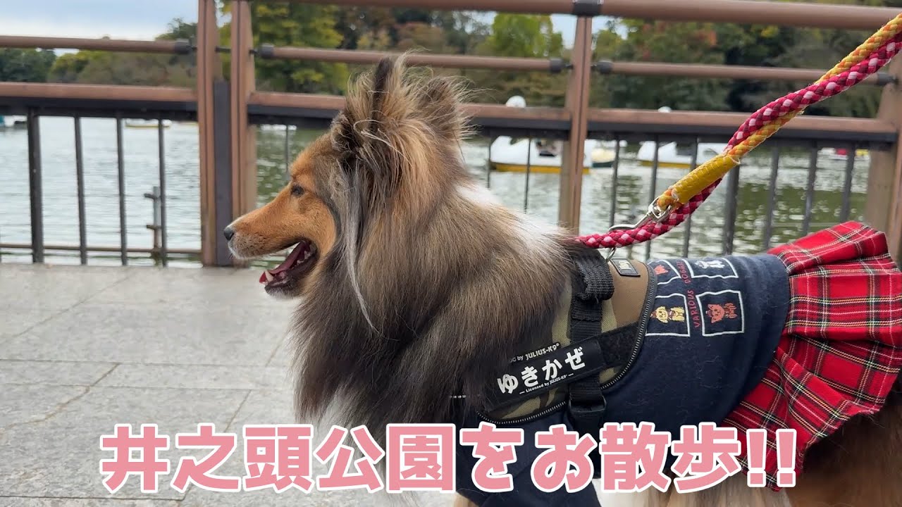 ペットと散歩 シェルティ】井之頭公園をお散歩🐾【楽しかったね】 - YouTube