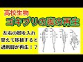 高校生物「ゴキブリの脚の再生実験」