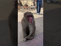淡路ザル がライブ配信中!