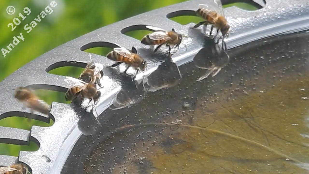 even more Bees drinking water from my Bird bath YouTube