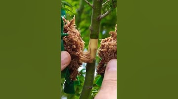 How to make air layers for bonsai #terryerasmusbonsai #airlayering #bonsai #bonsailife #bonsaitree