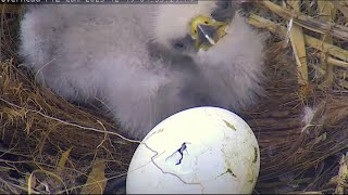 Captiva Eagles Is Working In The Egg Egg Tooth Is Visible453 Pm 20231219