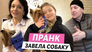 ПРАНК: КУПИЛА СОБАКУ! ОНА ОБОССАЛА ДОМ😰