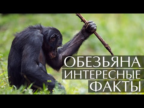 Обезьяны - интересные факты