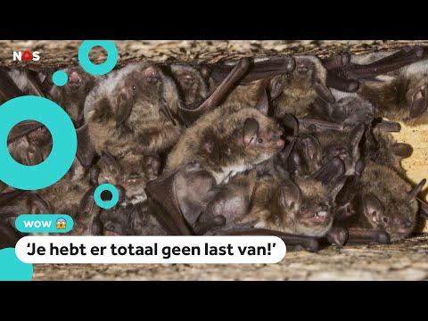 Video: Vleermuis: vampier of niet?