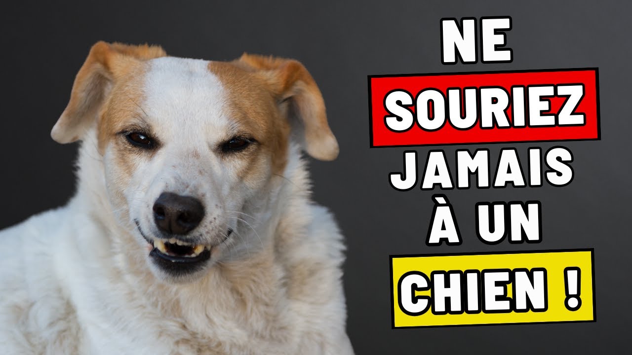 Comment les chiens reconnaissent les mauvaises personnes