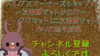 一次発酵マットからの～クワマット作りに挑戦❕カブトムシとクワガタの(カブクワクンの飼育日記)