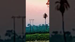 অনেক কষ্টের ফল সোনার ফসল 🌾🌾
