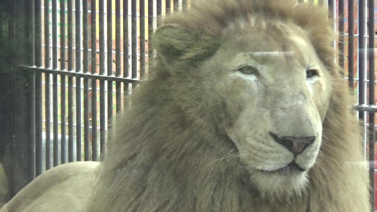 ほわいとらいおんさん まったりするホワイトライオン Cute white lion【Cute animal videos