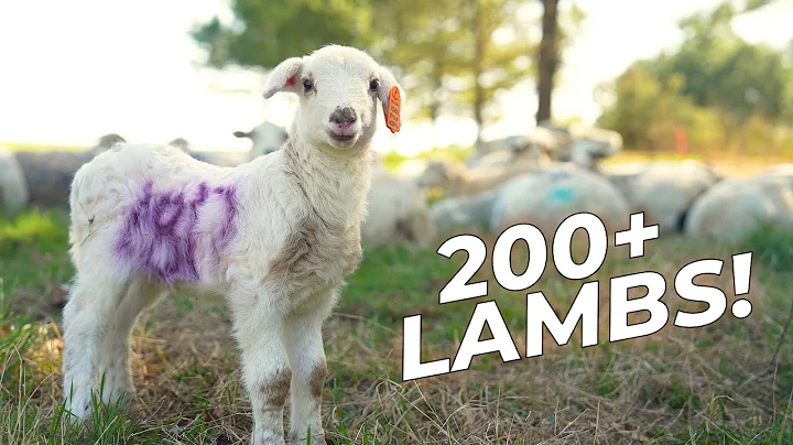 Lambing on Pasture | Tutorial and Live Birth!