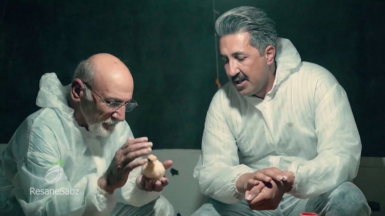 پیشگام - پرورش دهنده نمونه بوقلمون