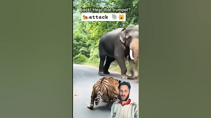 Tigers vs. Elephants: The Battle for the Jungle