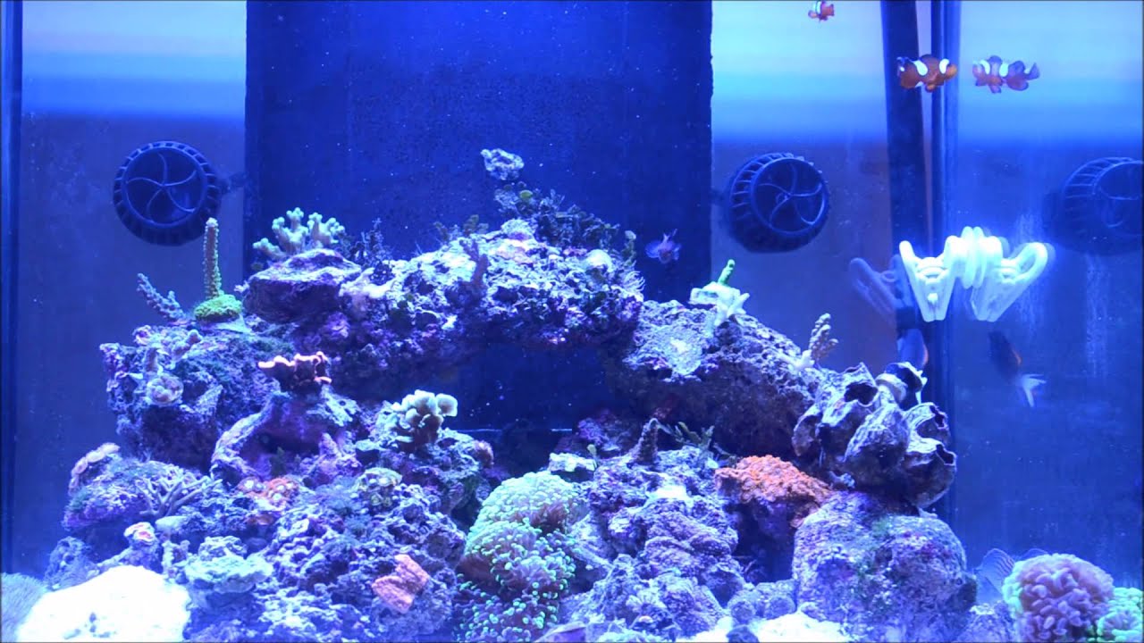 45g reef tank with