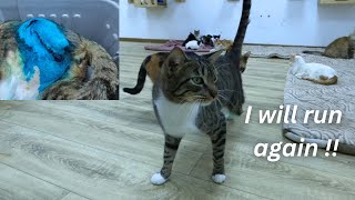 Download Lagu Star the cat loses the rest of his leg after suffering. MP3