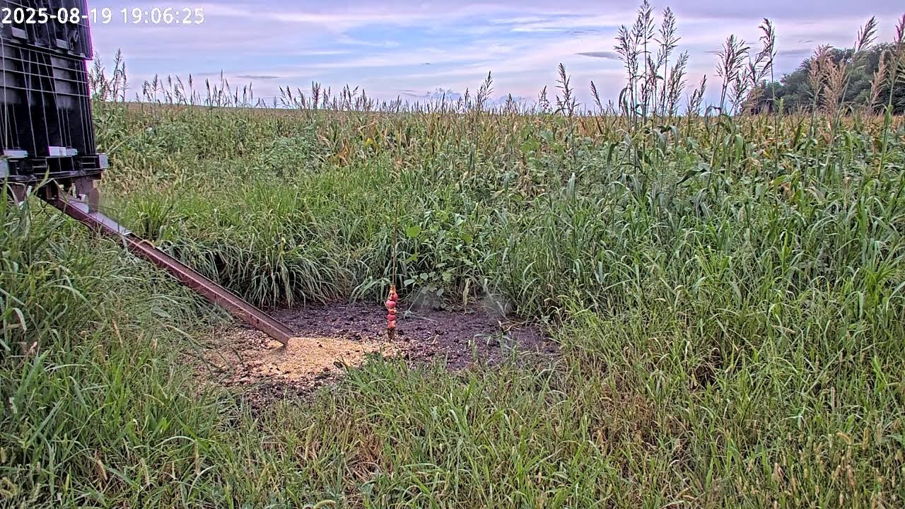 L cam (Deer Cam) You Feed Corn