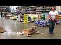 Cane Corso “Titus” | Awesome Obedience | Dog Trainer Fresno Cane Corso “Titus” | Awesome Obedience | Dog Trainer Fresno