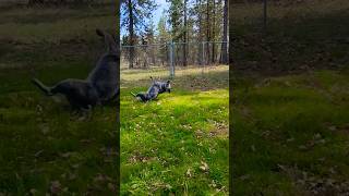 Gypsy the Crazy Australian Cattle Dog!❤ #furbaby #blueheelers #cattledog #puppies #dog #springtime