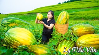How to harvest Honeydew Melon & Goes to the market sell  Harvesting and Cooking | Daily Life