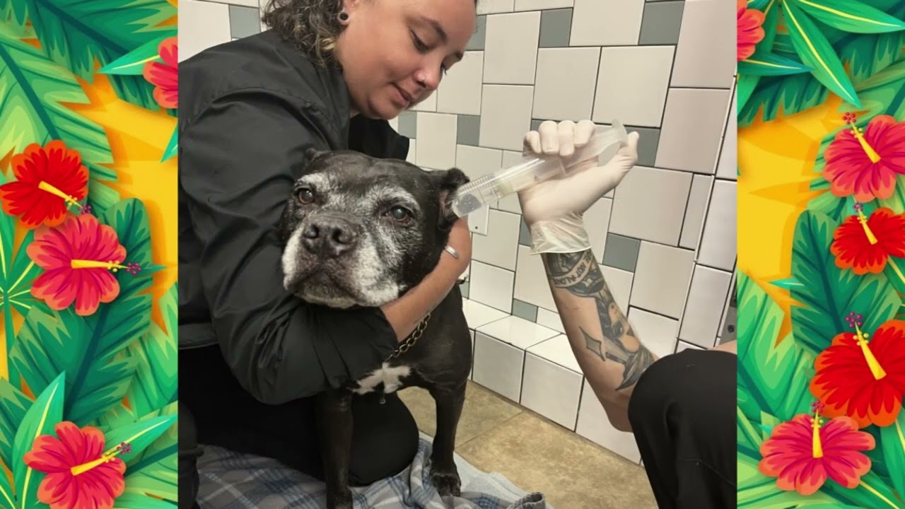 Learn how ozone therapy can help pets