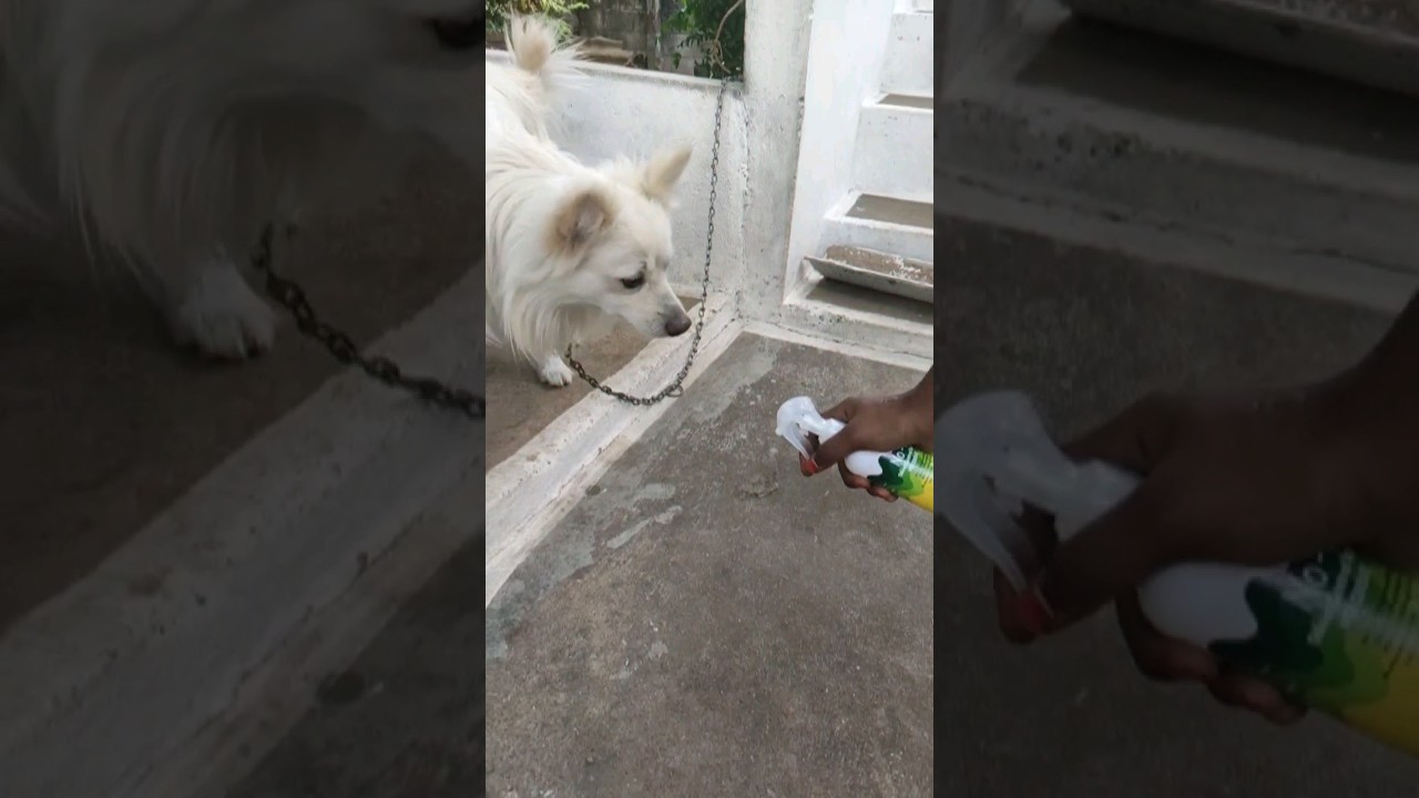 NO-"O" odour control spray/ controls pet odour / pet safe 