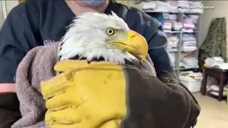 Details Bald eagle Jackie dies from avian influenza Guide