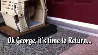 Feral Kitty Gorgeous George Returns Home