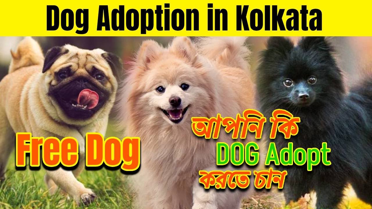 Free Dog Adoption Center In Kolkata Dog Market In Kolkata Dog Price Free Dog Adoption Center In Kolkata Dog Market In Kolkata Dog Price