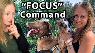 Train Your Dog to FOCUS on you EVERY TIME You Ask // Vlog